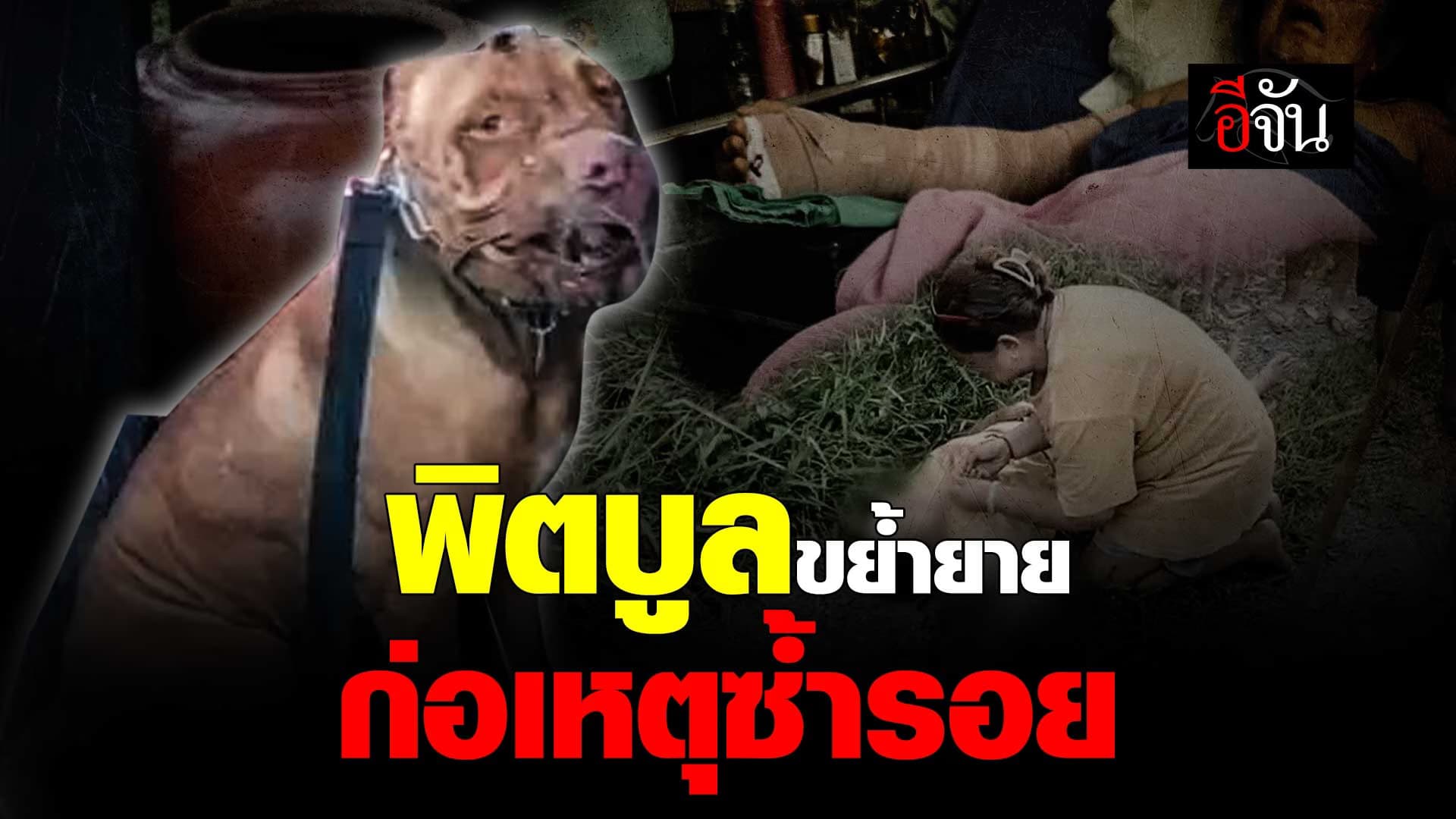 🎬 พิตบูล หลุดจากบ้าน ขย้ำแขนยายหวิดขาด