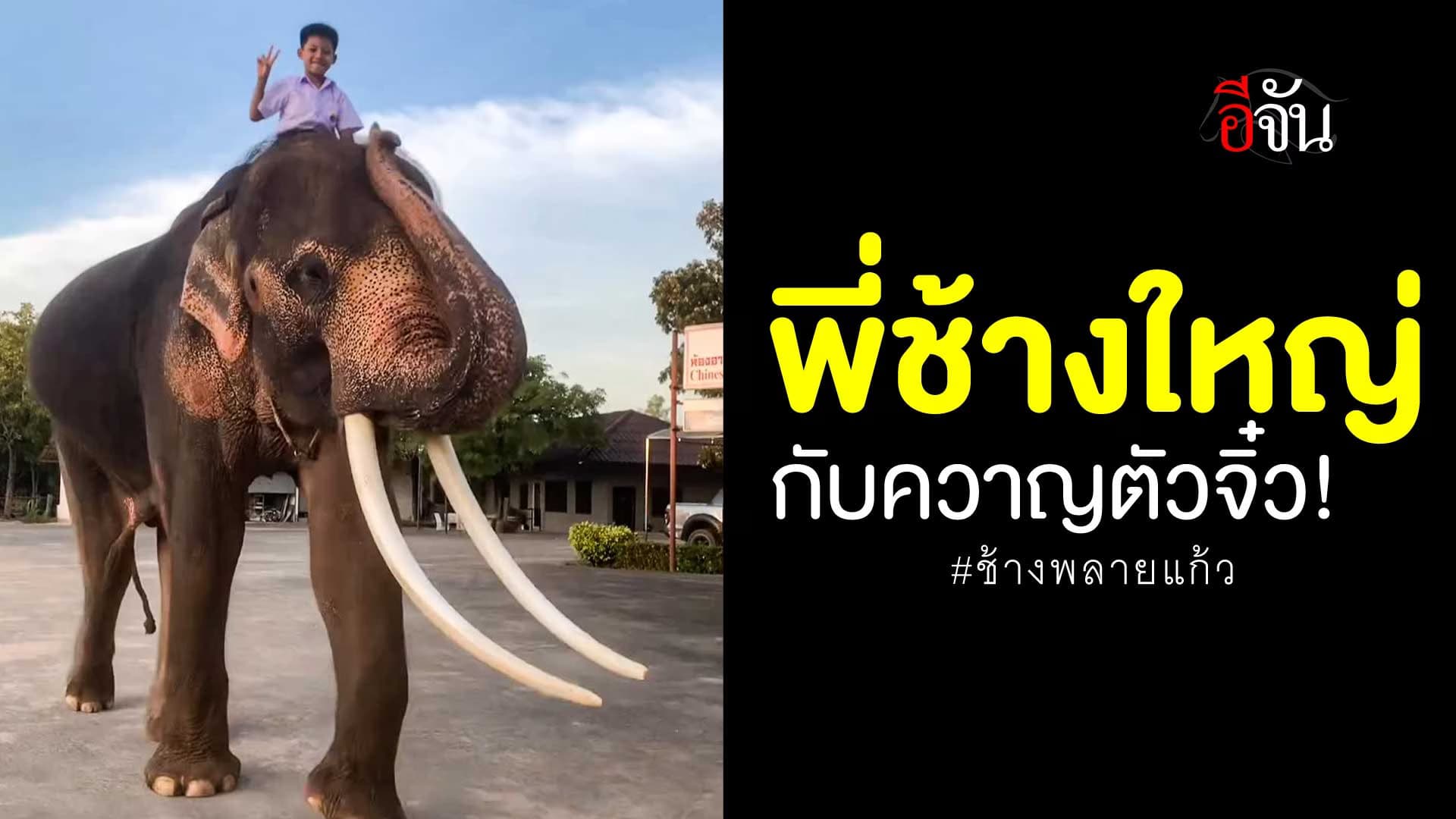 🎬 ช้างพลายแก้ว กับควาญตัวจิ๋ว!