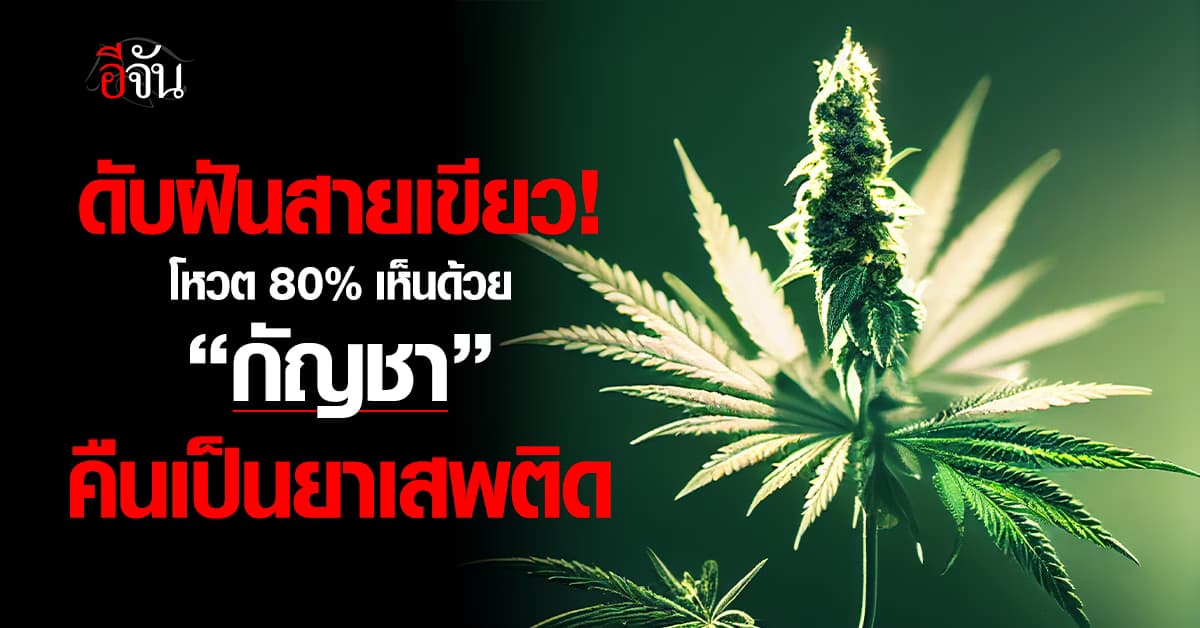 ดับฝันสายเขียว! ผลโหวตชี้ชัด 80% เห็นด้วยนำ “กัญชา” คืนเป็นยาเสพติด