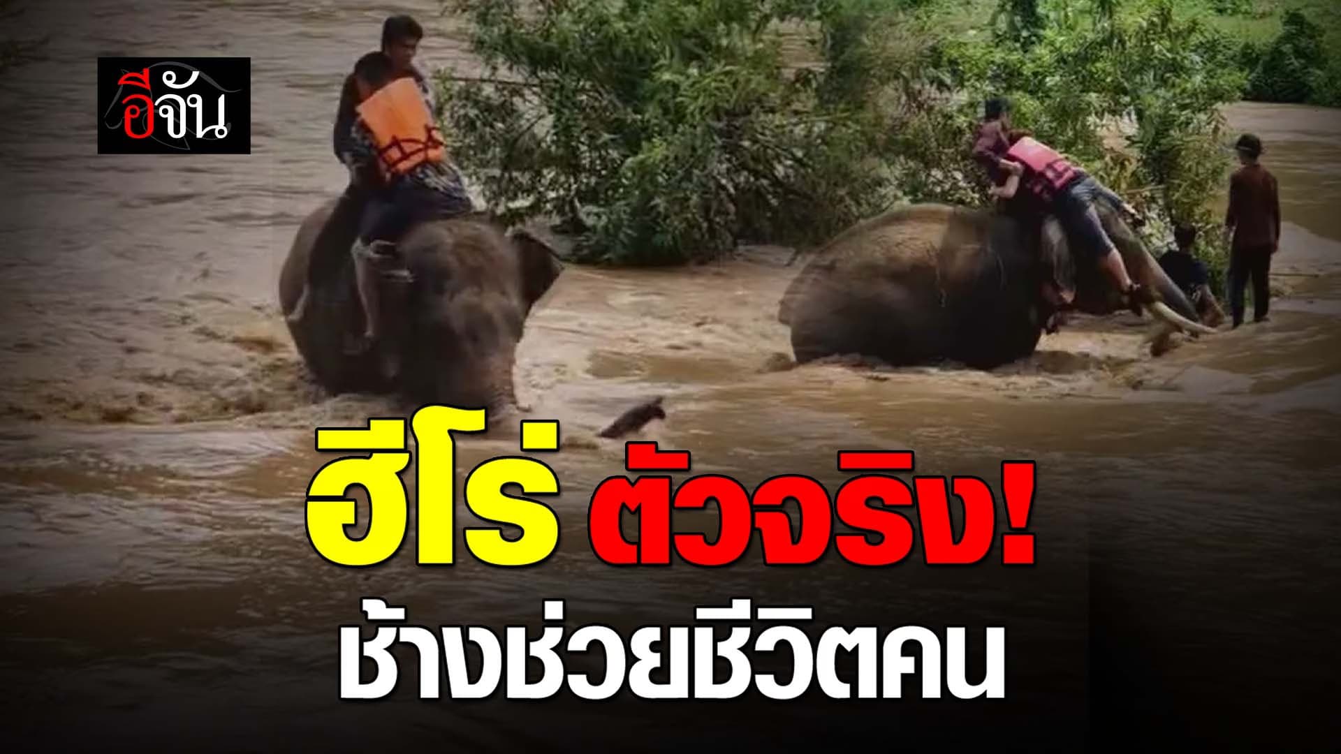 🎬 ฮีโร่ ตัวจริง! ช้างช่วยชีวิตคน