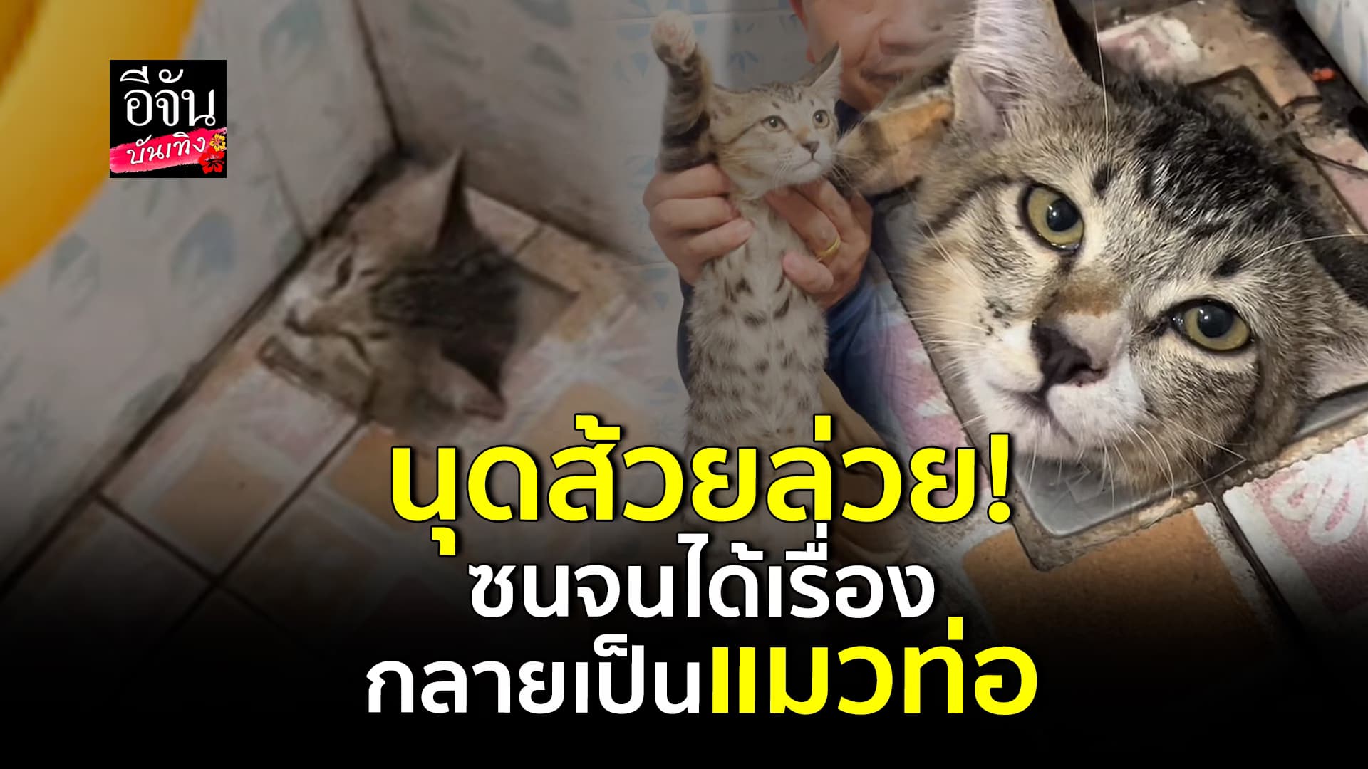 🎬คลิปบันเทิง : น้องแมว ซนจนได้เรื่อง กลายเป็น แมวท่อ ไปซะแล้ว