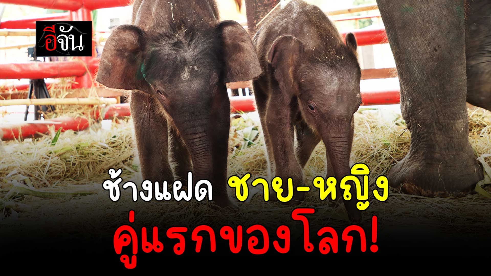 🎬 ช้างแฝด ชาย – หญิง คู่แรกของโลก!