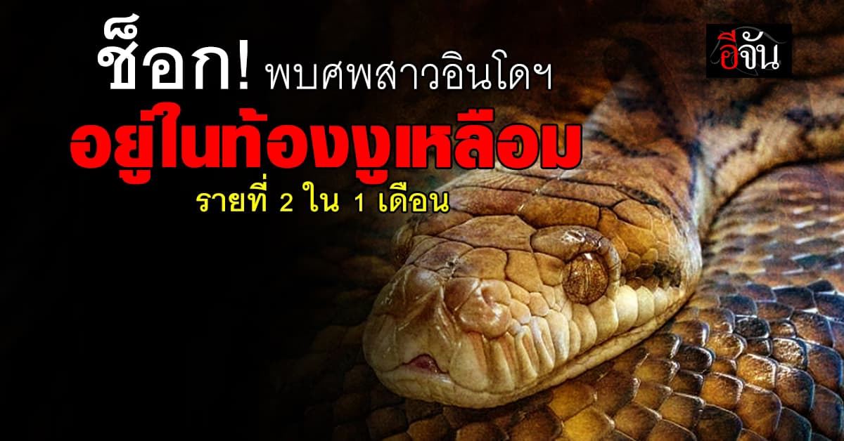 ช็อก! พบศพหญิงอินโดนีเซีย อยู่ในท้องงูเหลือมเป็นรายที่ 2 ใน 1 เดือน