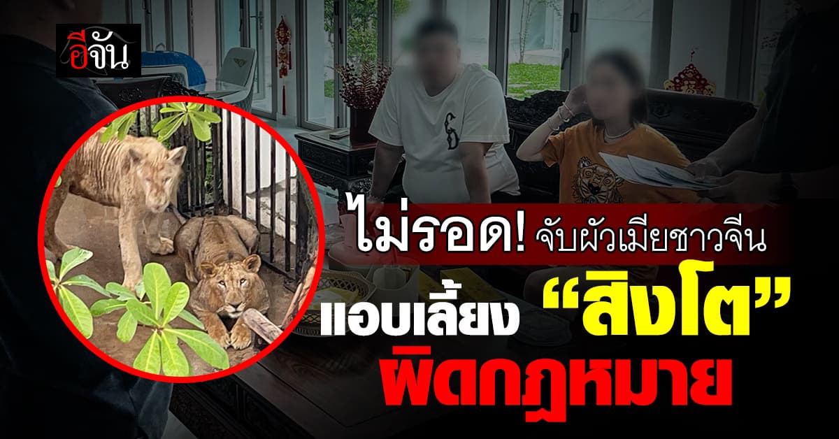 ไม่รอด! ตำรวจรวบผัวเมียชาวจีนเลี้ยง “สิงโต” เสริมบารมีแบบผิดกฎหมาย
