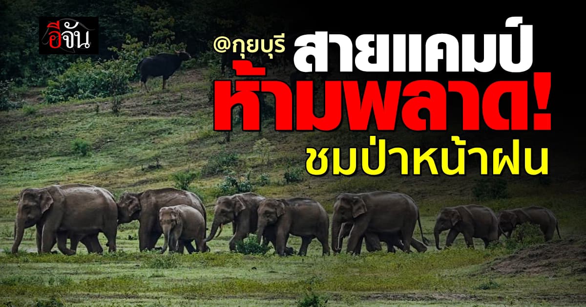 สายแคมป์ปิ้งห้ามพลาด! ชมป่าหน้าฝน ที่ “กุยบุรี” ซาฟารีเมืองไทย 