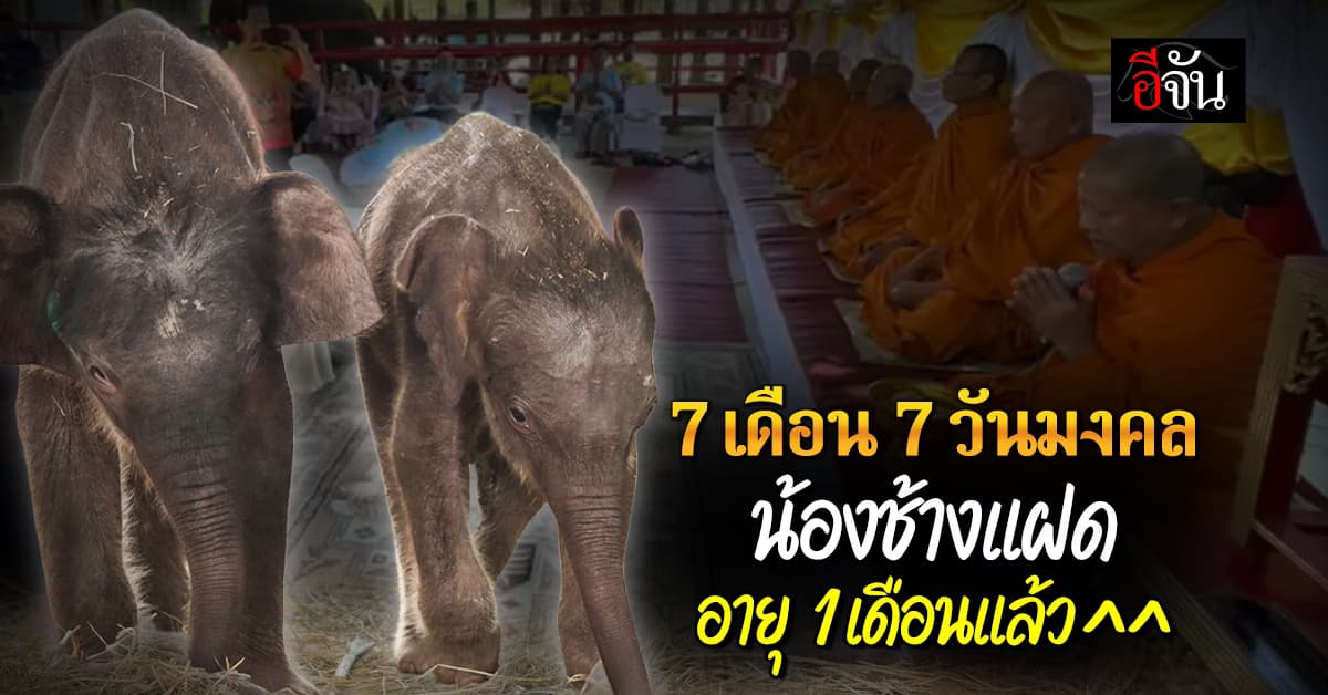 7 เดือน 7 ช้างแฝด พลาย-พัง อายุครบ 1 เดือน วังช้างอยุธยา จัดพิธีบุญใหญ่ เสริมสิริมงคล