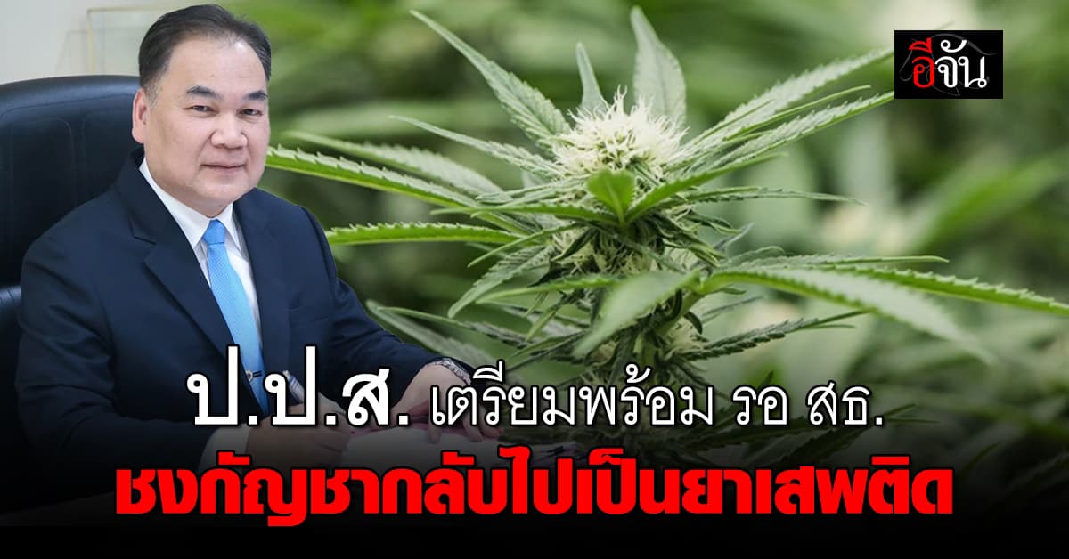 ป.ป.ส. เตรียมพร้อม รอ สธ. ชงกัญชากลับไปเป็นยาเสพติด