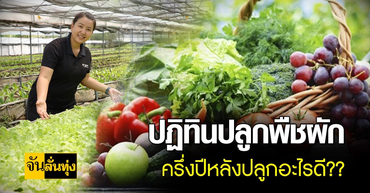 ปฏิทินปลูกพืชผัก ครึ่งปีหลังปลูกอะไรดี??