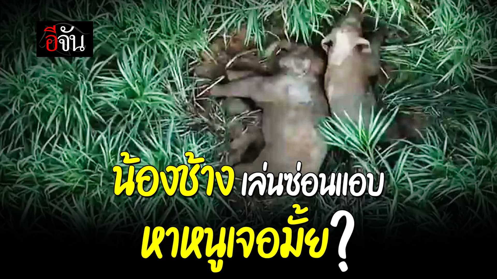 🎬 ช้างป่า อุทยานแห่งชาติภูเวียง ออกมานอนเล่นที่ไร่อ้อย