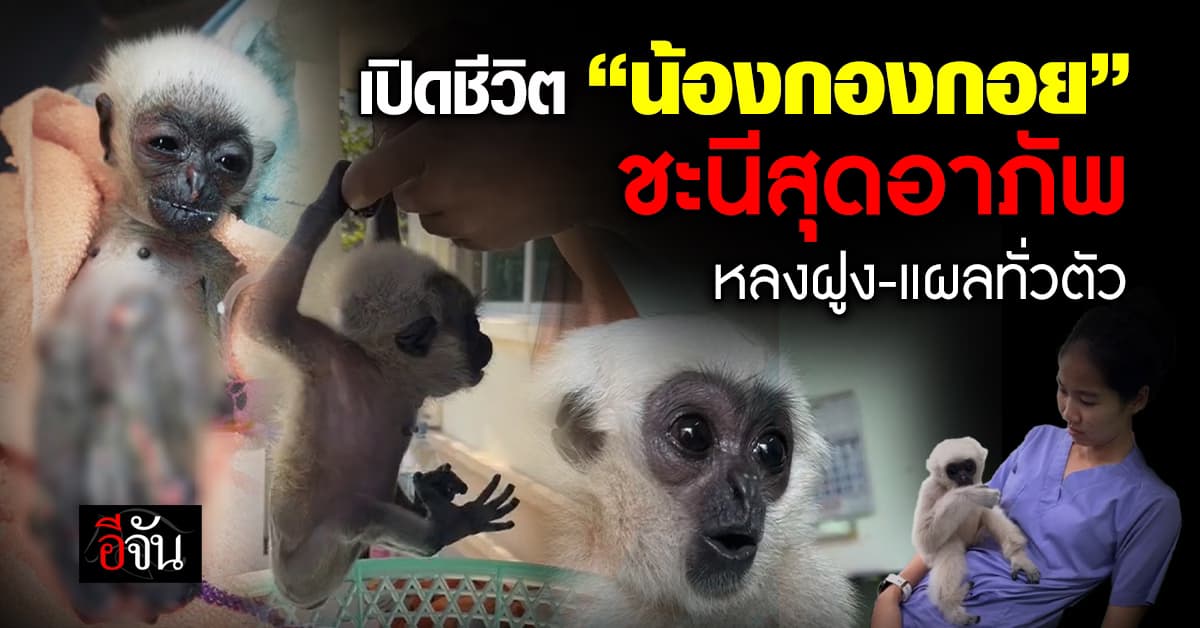 เปิดชีวิต น้องกองกอย ชะนีมงกุฎ สุดอาภัพ พลัดหลงจากฝูง โชคดี ได้พี่หมอแจน ช่วยชุบชีวิต