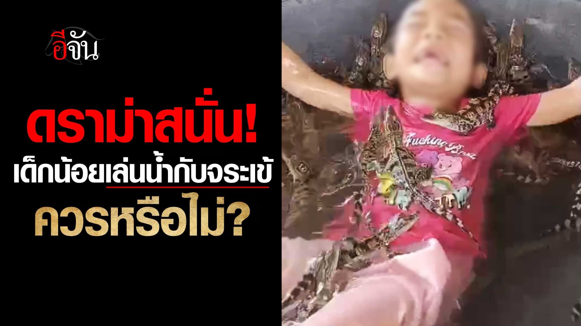 🎬 ดราม่า เด็กลงเล่นน้ำกับลูกจระเข้