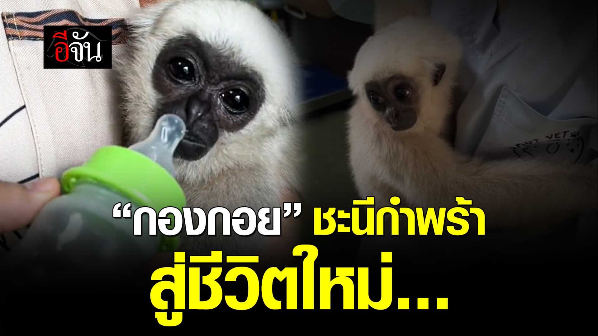 🎬 “กองกอย” ชะนีมงกุฎ กำพร้า สู่ชีวิตใหม่…