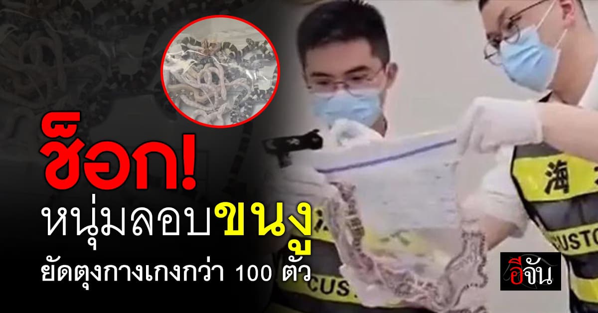 ช็อก หนุ่มลักลอบขนงูเข้าจีน ซุกกางเกงกว่า 100 ตัว  