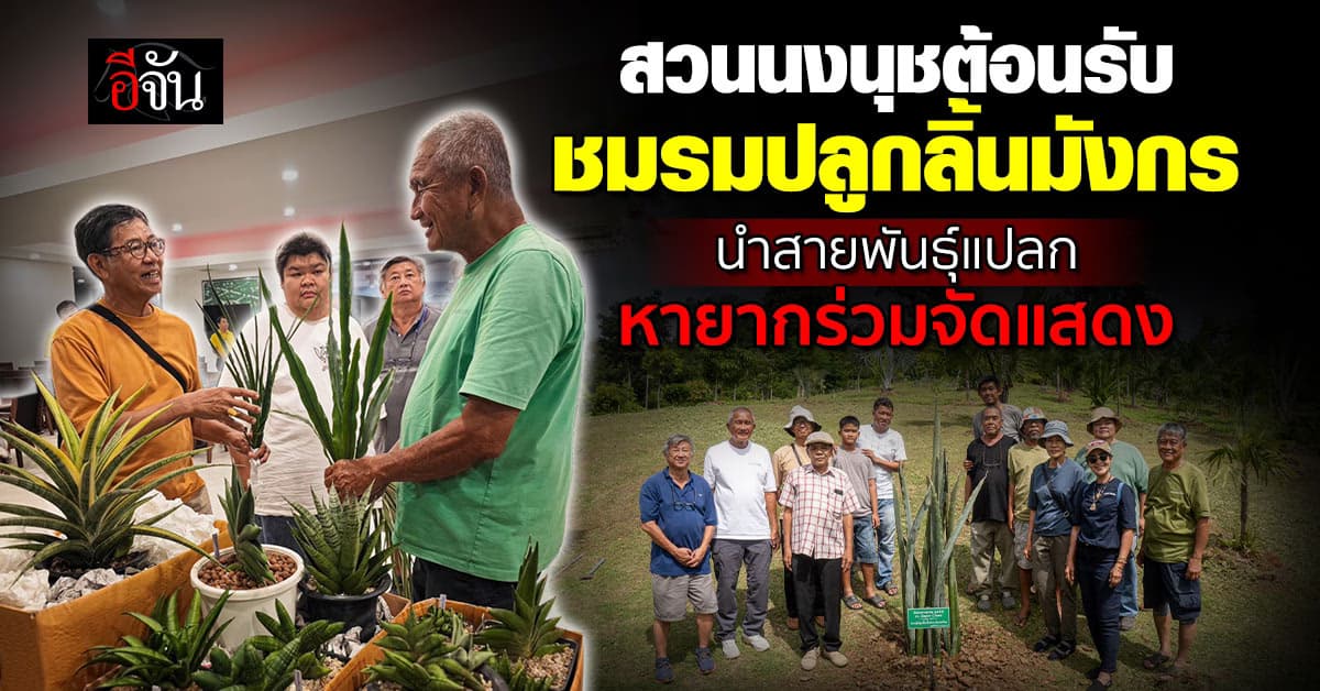 สวนนงนุช ต้อนรับ ชมรมผู้ปลูกต้นลิ้นมังกร นำสายพันธุ์แปลกจัดแสดง