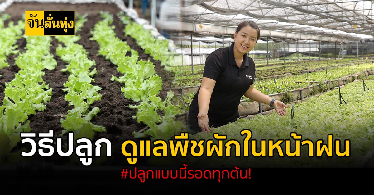 7 วิธีปลูก และดูแลพืชผักในหน้าฝน ปลูกแบบนี้รอดแน่นอน