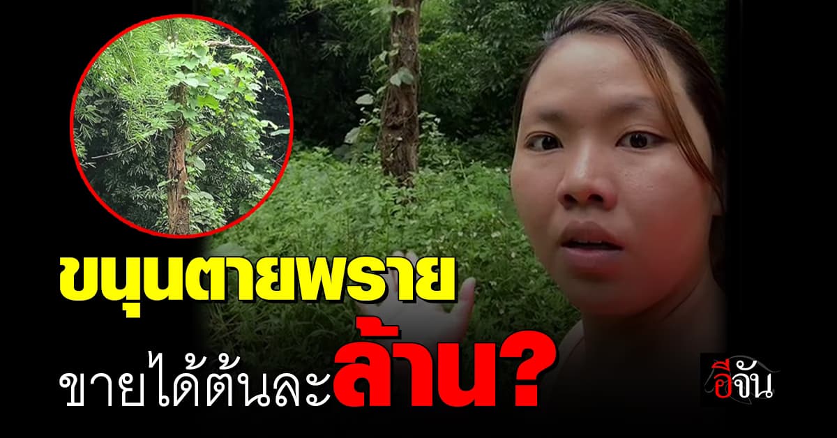 สาวรีวิว ขนุนตายพราย ขายได้ต้นละล้าน เงื่อนไขครบอาจถึงหลักสิบล้าน