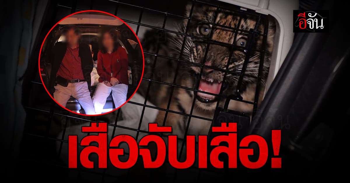 พญาเสือ ซุ่มจับ ขบวนการลักลอบค้าสัตว์ป่า !