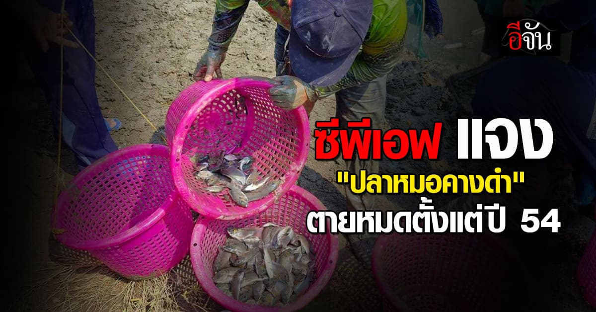 ซีพีเอฟ ส่งหนังสือยัน นำเข้า ปลาหมอคางดำ แต่ตายหมดแล้ว