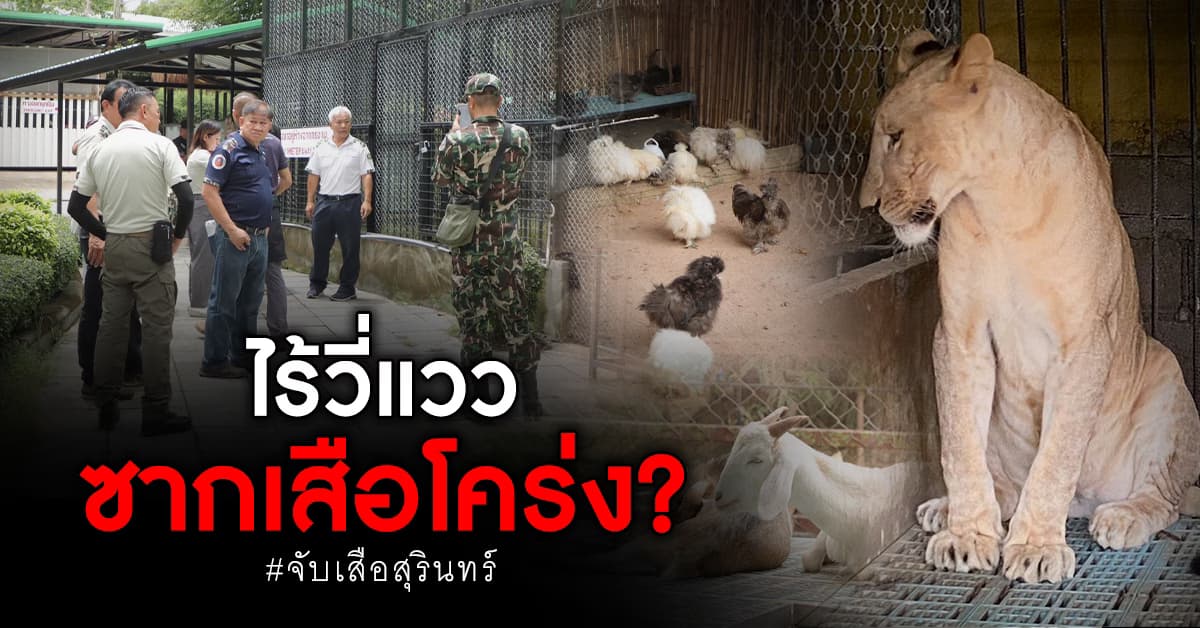 สบอ.2 ค้นบ้าน นายสม พบสิงโต 4 ตัว ไร้วี่แววซากเสือ?