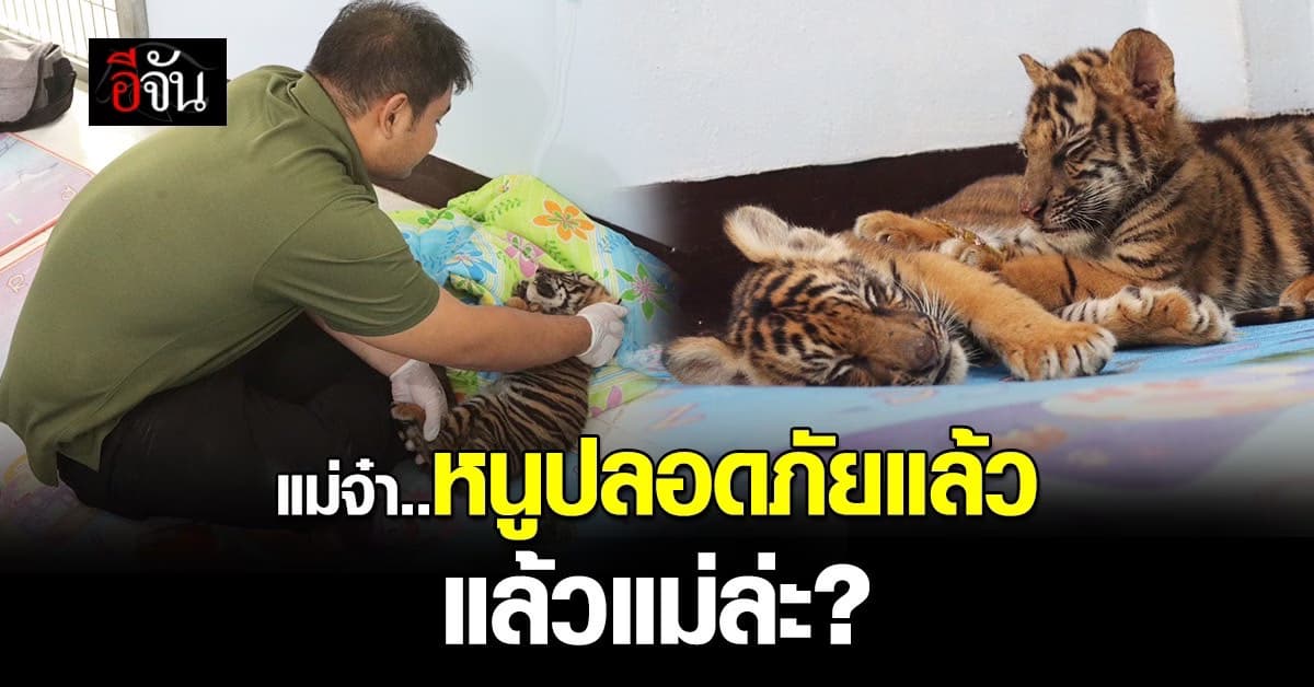 ชะตาชีวิต 2 เสือน้อย หลุดพ้นจากคนใจร้าย ที่ต้องการจะขายหนู