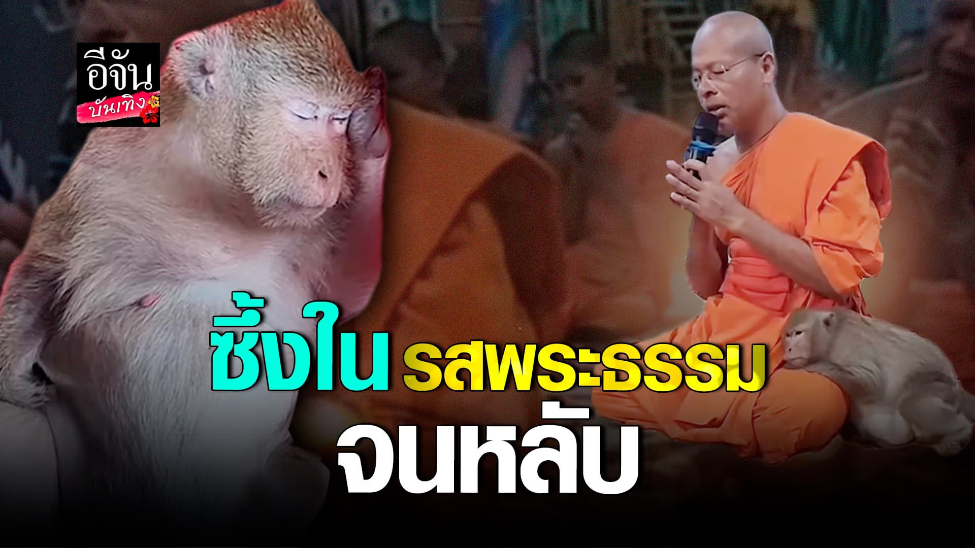 🎬คลิปบันเทิง : ลิงจ๋อ หลับไม่สนบทสวด นอนหลับพุงกางเชียว