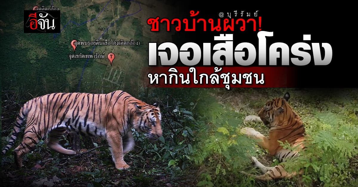 ชาวบ้านผวา! พบเสือโคร่งหากินใกล้ชุมชน จ.บุรีรัมย์ 