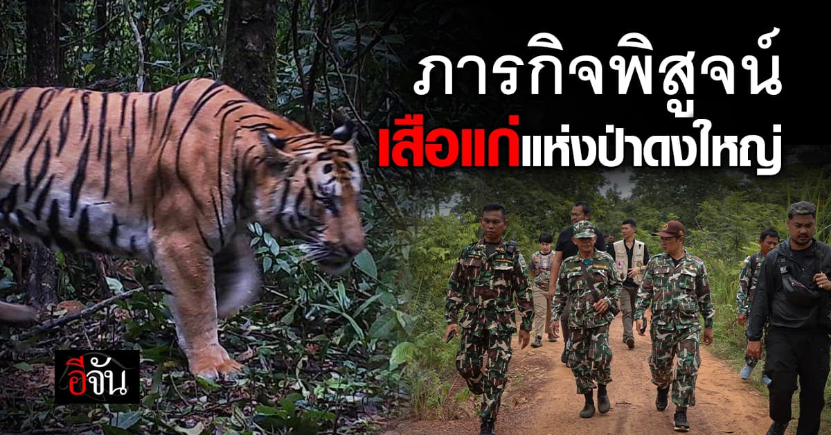 บทพิสูจน์และการแก้ปัญหา “เสือโคร่งแก่โผล่ป่าดงใหญ่“