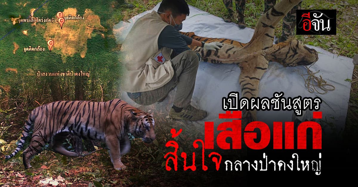 เปิดผลชันสูตร “เสือแก่หลง” สิ้นใจกลางป่าดงใหญ่ บุรีรัมย์