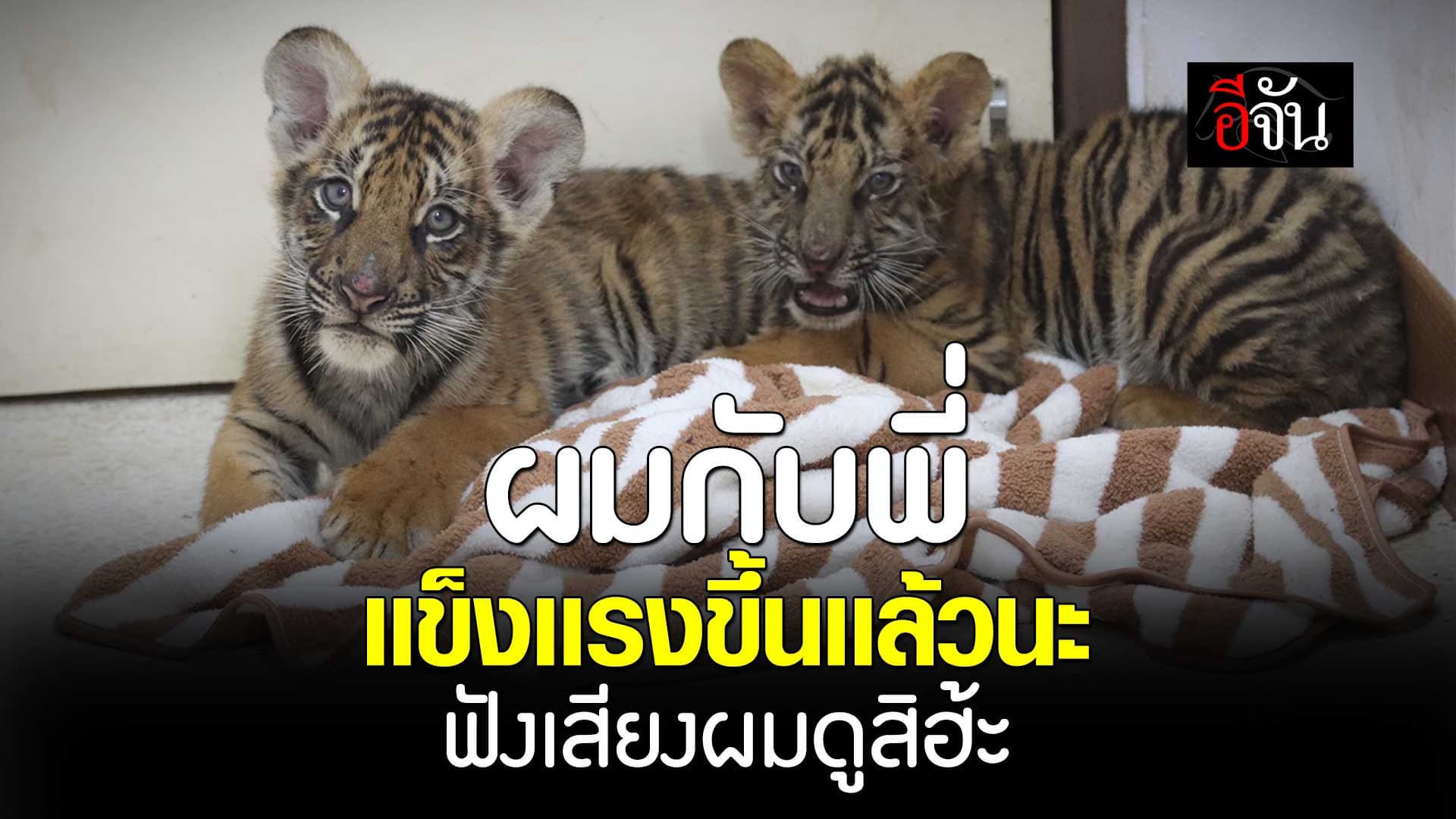 🎬 ลูกเสือโคร่งของกลาง ตอนนี้น้ำหนักขึ้นเเล้ว