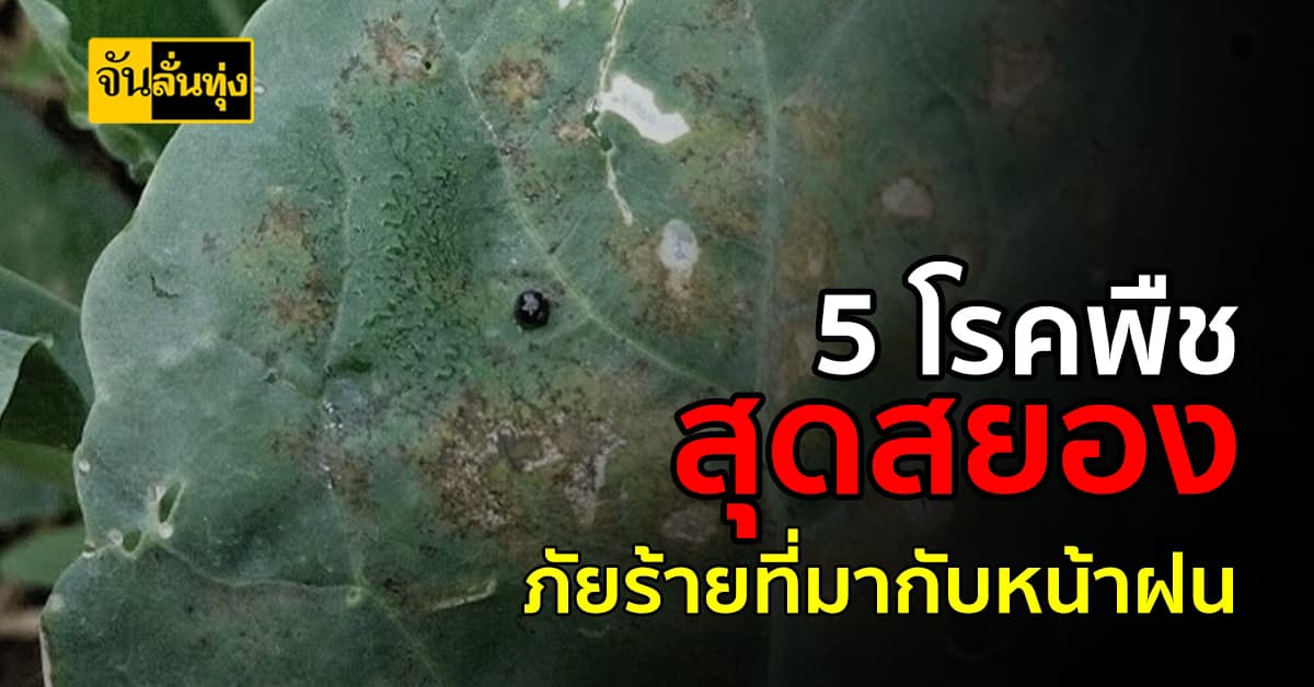 5 โรคพืชสุดสยอง ภัยร้ายที่ต้องเจอเมื่อถึงฤดูฝน