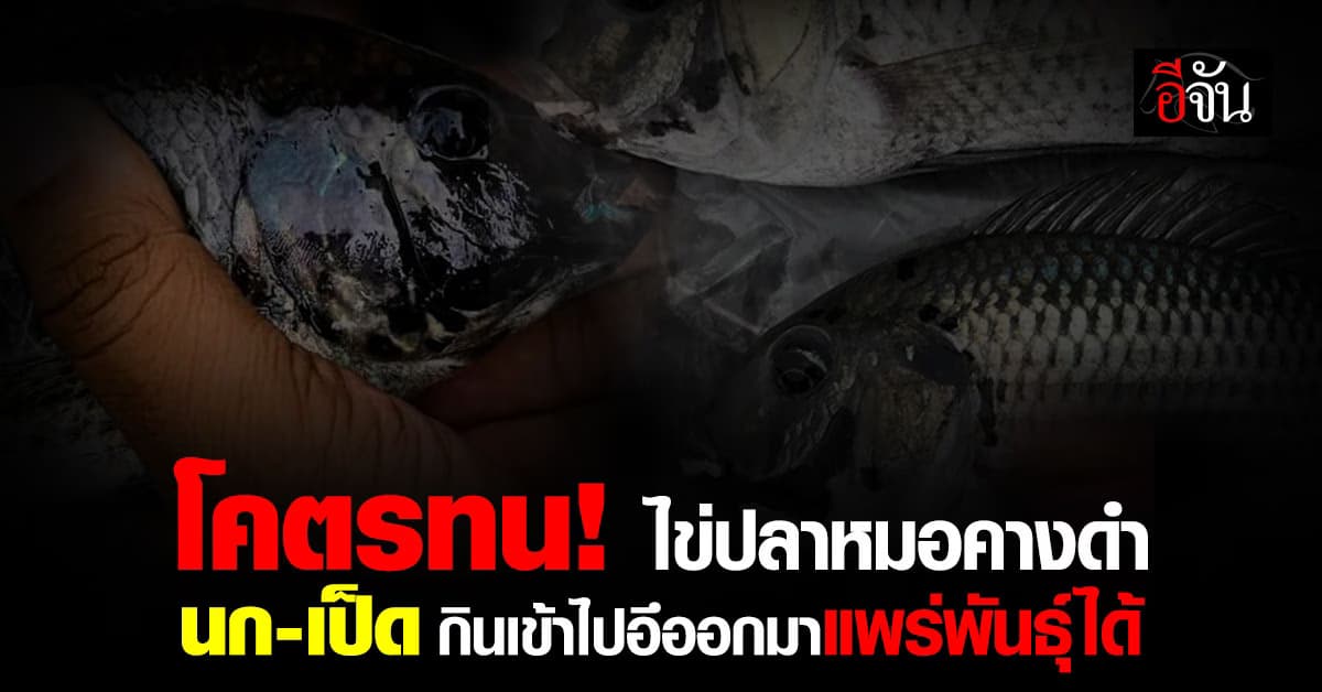 โคตรทน! ไข่ปลาหมอคางดำ นก-เป็ด กินเข้าไปอึออกมา ยังแพร่พันธุ์ได้