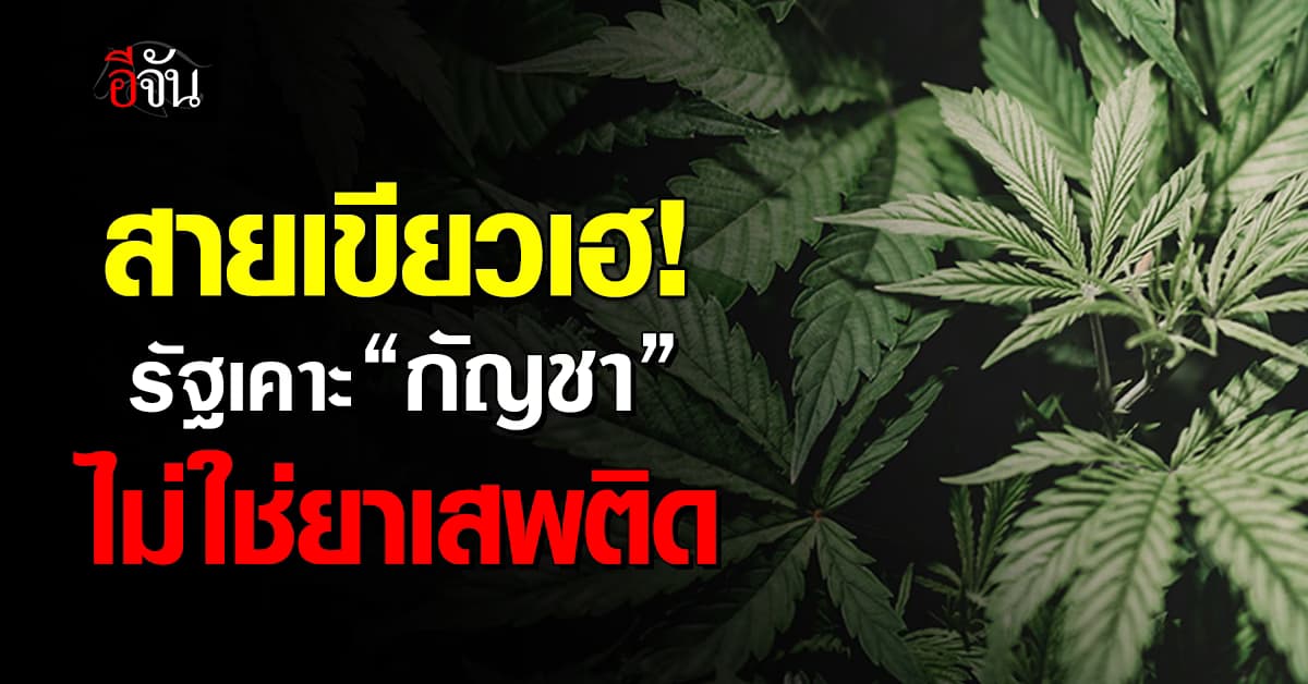 “เศรษฐา” ไม่นำกัญชากลับไปเป็นยาเสพติด จ่อออก พ.ร.บ.คุมกัญชาแทน