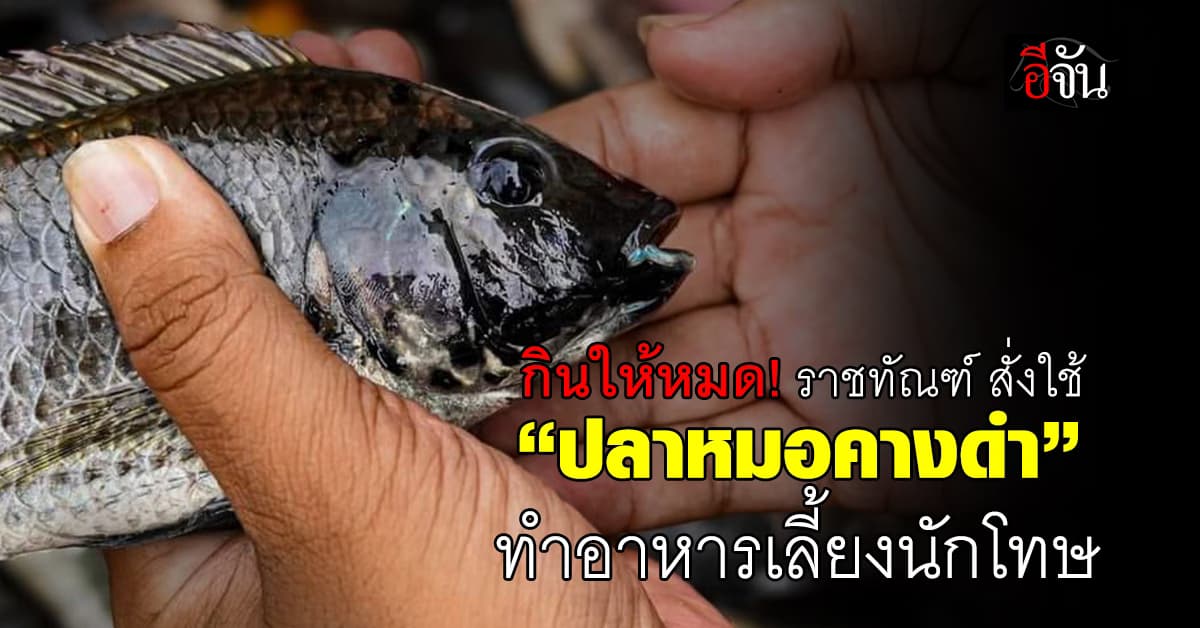 กินให้หมด! ราชทัณฑ์ สั่งใช้ “ปลาหมอคางดำ” ทำอาหารเลี้ยงนักโทษ