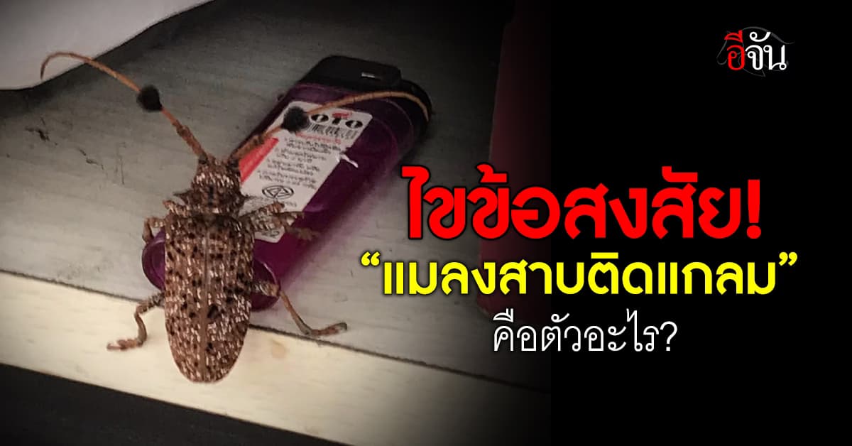 ไขข้อสงสัย? หนุ่มโพสต์ถามนี่ตัวอะไร ชาวเน็ตตอบ “แมลงสาบติดแกลม”