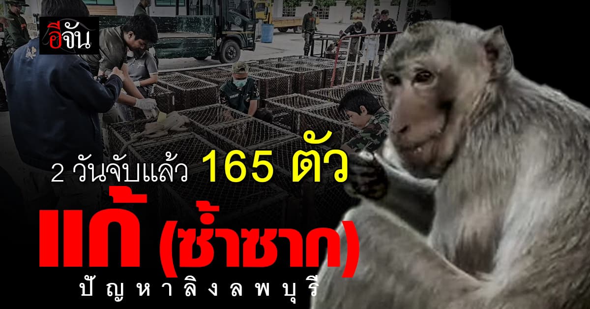กรมอุทยาน เดินหน้าปัญหา ลิงลพบุรี ตั้งเป้าจับเพิ่มอีก 500 ตัว