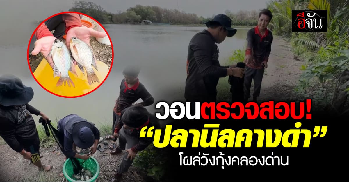 วอน จนท. ตรวจสอบ “ปลานิลคางดำ” โผล่วังกุ้งคลองด่าน 