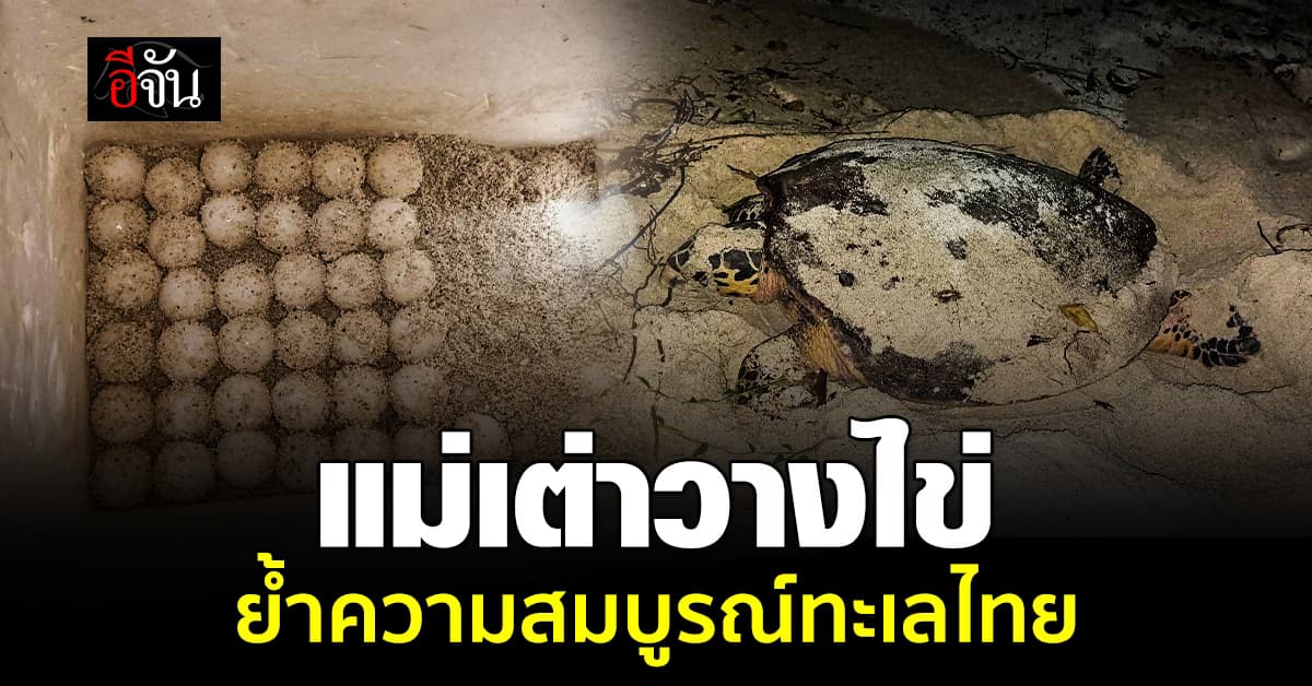 เจ้าหน้าที่ชื่นใจ แม่เต่าขึ้นมาวางไข่เกือบร้อยฟอง ตอกย้ำความสมบูรณ์ทะเลไทย