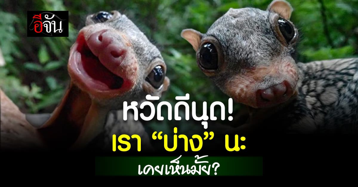 โดนตกเต็ม ๆ “น้องบ่างช่างยิ้ม” สัตว์เลี้ยงลูกด้วยนม รูปร่างคล้ายกระรอกบิน  
