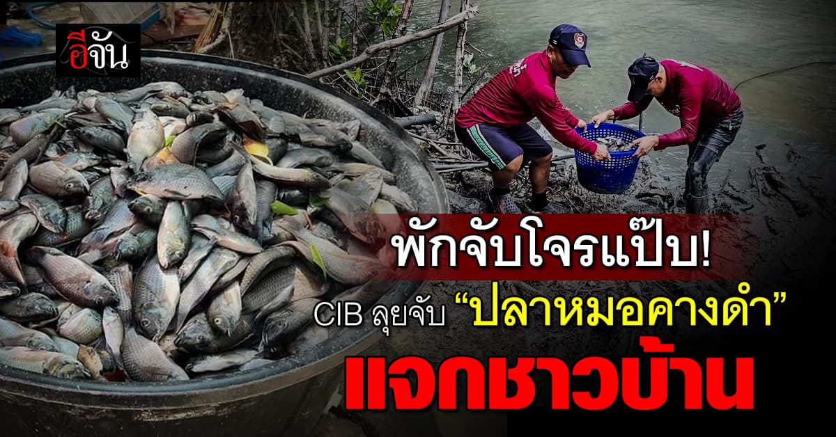พักจับโจรแป๊บ! CIB ลุยจับ “ปลาหมอคางดำ” แจกชาวบ้าน