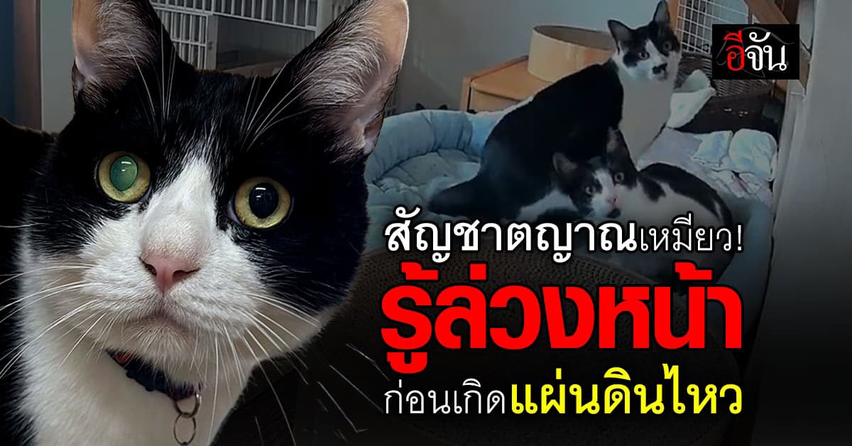 โซเชียลแห่แชร์ น้องแมวรู้ล่วงหน้า ก่อนเกิดแผ่นดินไหวญี่ปุ่น