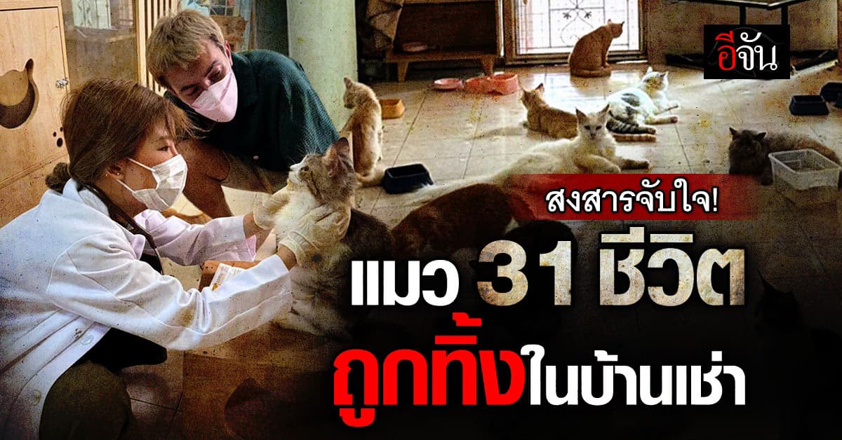 สุดสลด สาวต่างชาติ เบี้ยวค่าเช่าบ้าน แถมทิ้งแมว 50 กว่าตัวไว้ลำพัง