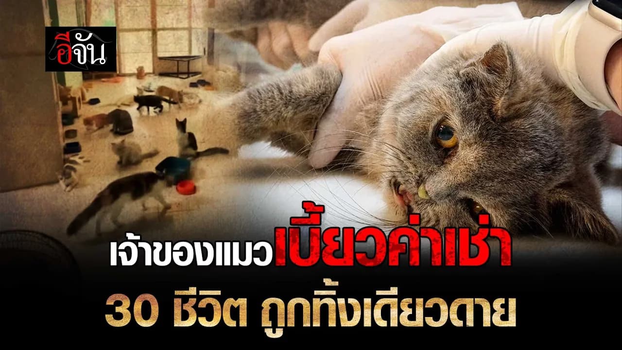 🎬 เจ้าของห้อง ไม่จ่ายค่าเช่า แมว 30 ตัวถูกทิ้ง