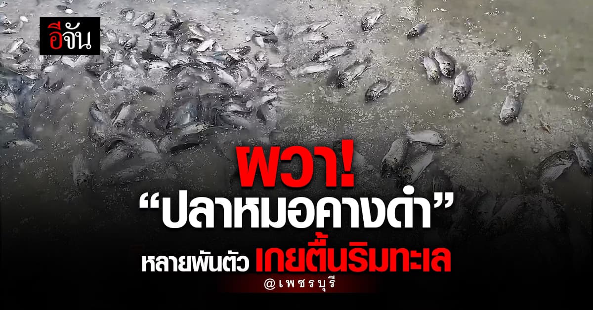 ผวา! “ปลาหมอคางดํา” ลงทะเลแล้ว พบหลายพันตัวเกยตื้นริมหาด จ.เพชรบุรี