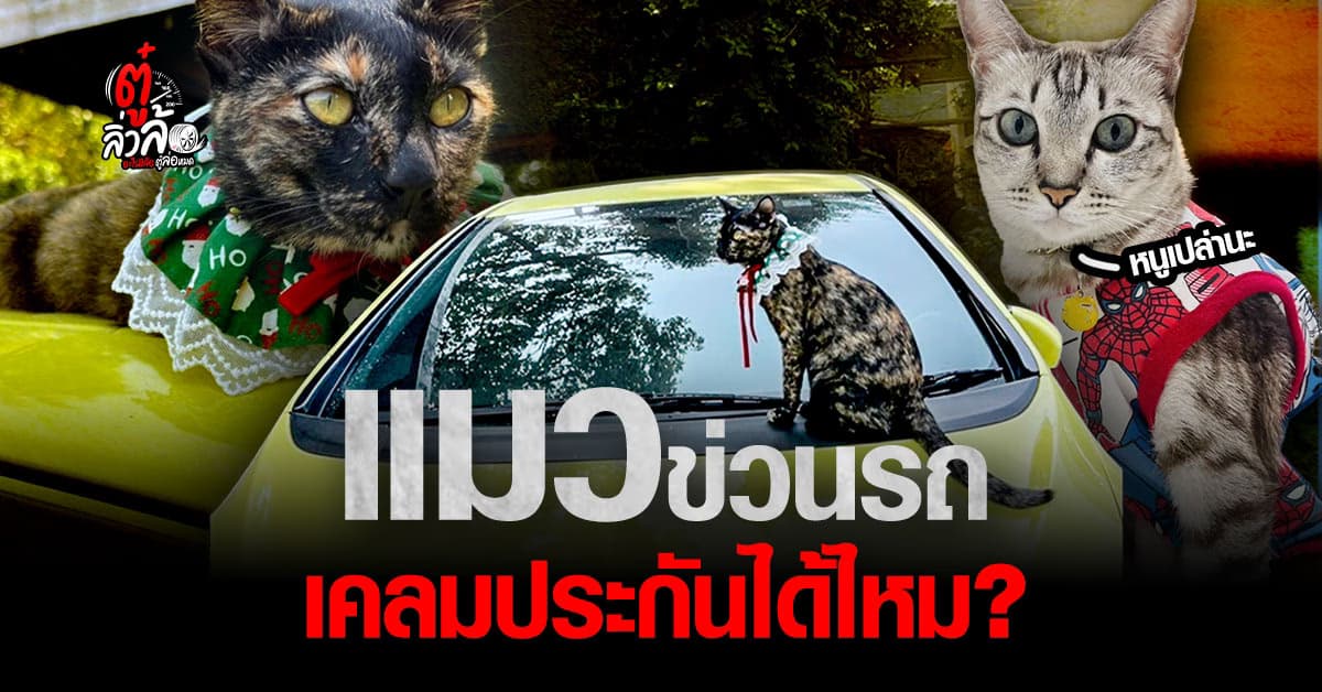 เป็นเรื่อง! แมวข่วนรถเป็นรอย เคลมประกันได้ไหม?