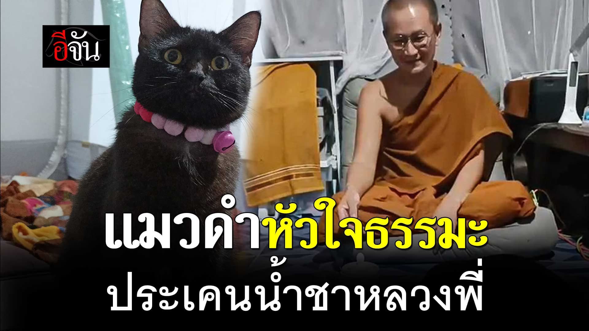 🎬 แมวดำ หัวใจธรรมะ ประเคนน้ำชาหลวงพี่