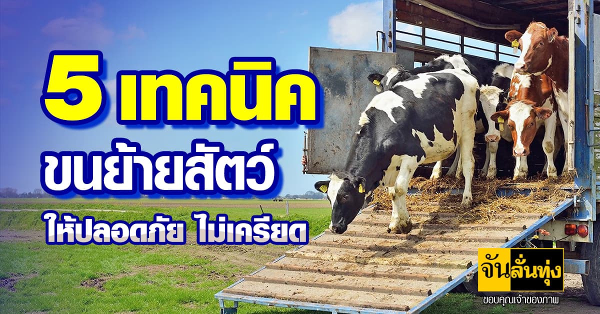 5 เทคนิคขนย้ายสัตว์ ให้ปลอดภัย ไม่เครียด