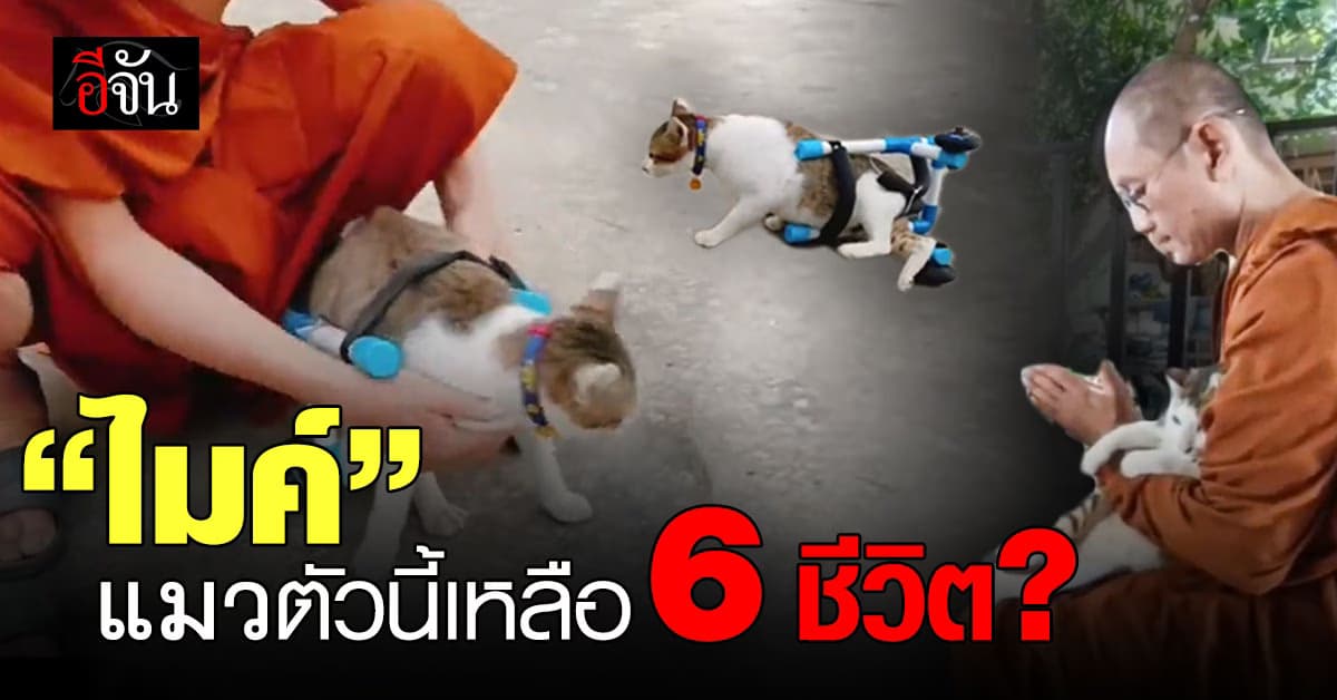 ไมค์ แมวอาภัพ ถูกเจ้าของปล่อยวัด เผชิญชะตากรรม โชคยังดี เจอ หลวงพี่นนท์ รับดูแล