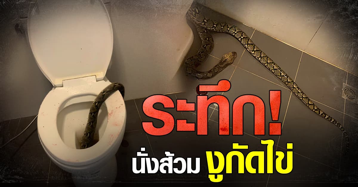 ระทึก! หนุ่มโพสต์เตือนภัยนั่งชักโครก โดนงูกัดไข่