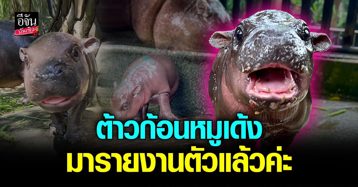 ได้ชื่อแล้ว ต้าวก้อนสุดน่ารัก น้องหมูเด้ง ฮิปโปแคระเพศเมีย แห่งสวนสัตว์เขาเขียว