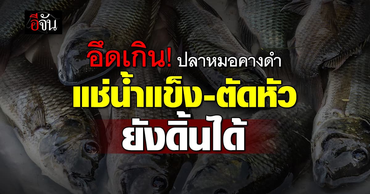 อึดเกิน! ปลาหมอคางดำ น็อคน้ำแข็ง 4 ชม. เอามาตัดหัว ยังดิ้นได้